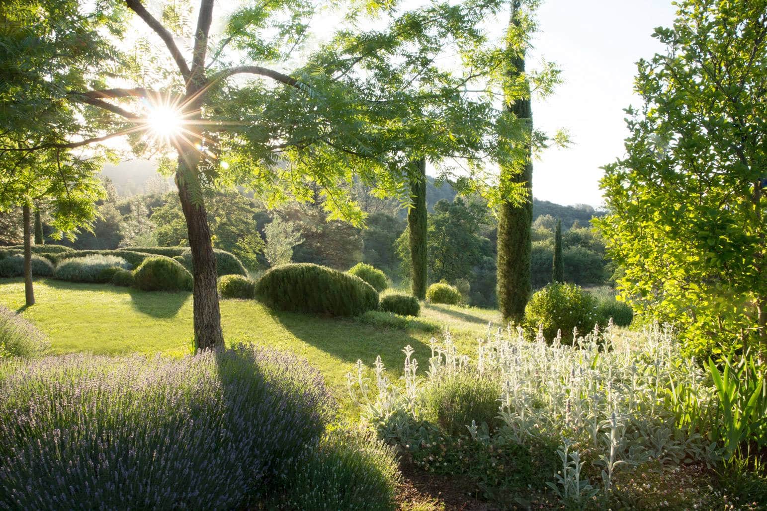 Jardin ensoleillé avec lavande, plantes argentées, buissons sculptés et cyprès élancés. Le soleil rayonne à travers un arbre, projetant des ombres.