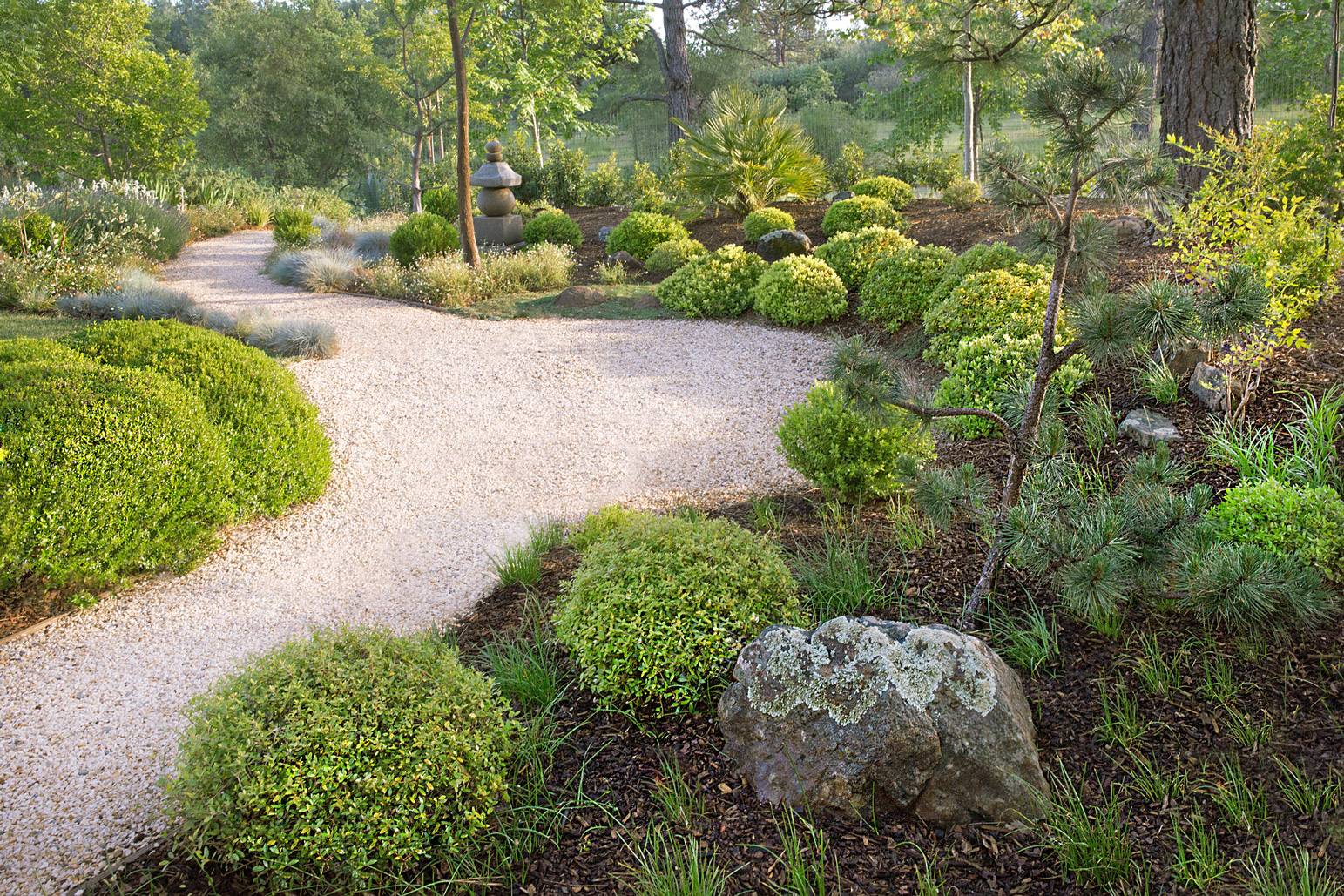 Allée de gravier clair sinueuse traversant un jardin d'inspiration japonaise avec buissons taillés et pin nains.