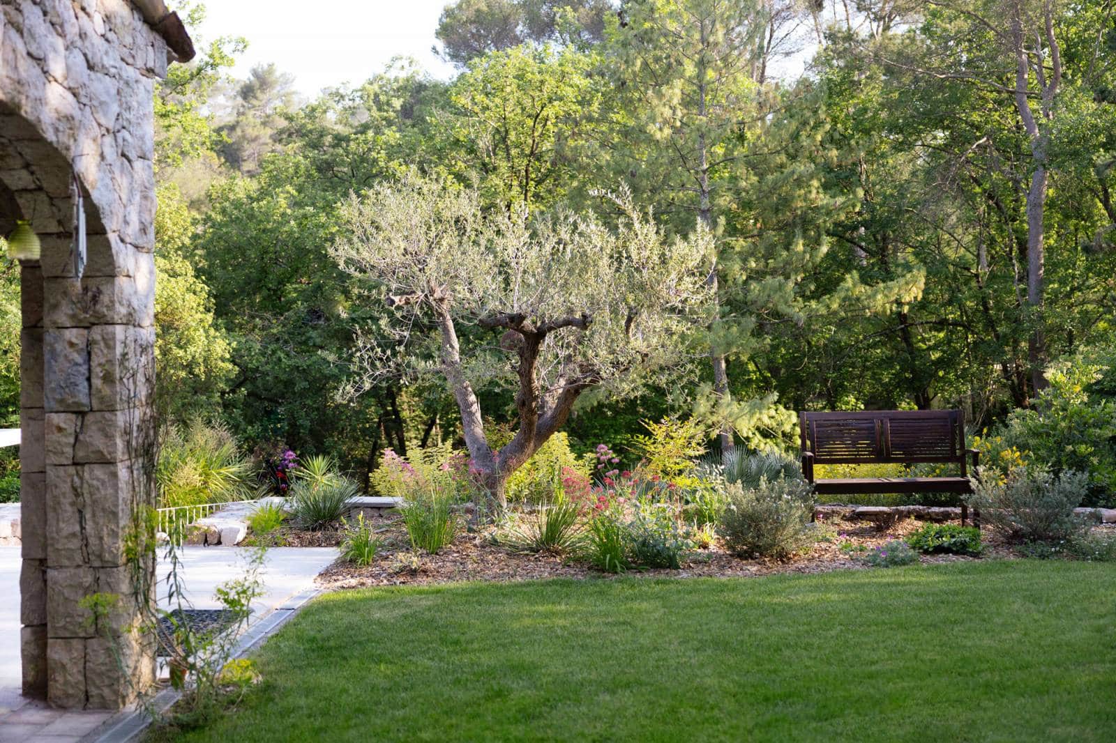 Jardin méditerranéen luxuriant avec un olivier noueux, un banc en bois sombre, et un mur de pierre rustique sur la gauche.