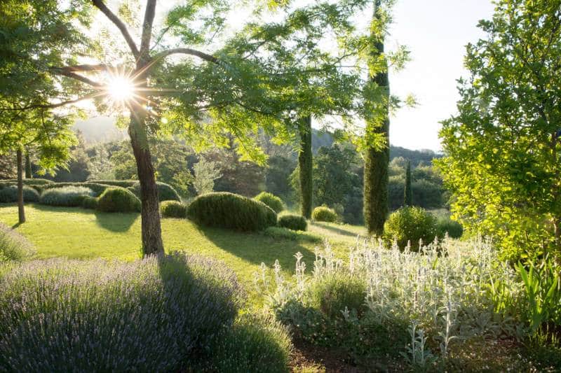 Jardin provençal ensoleillé avec lavande, buissons sculptés, cyprès et rayons lumineux à travers un arbre, créant de longues ombres.