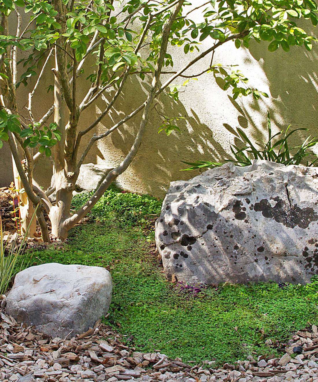 Jardin zen avec un arbre aux branches fines, deux rochers gris sur un tapis de petite plante couvre-sol verte, et paillis de bois.